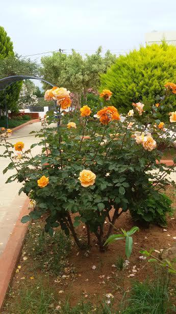 Villa Myrto Hersonissos  Dış mekan fotoğraf